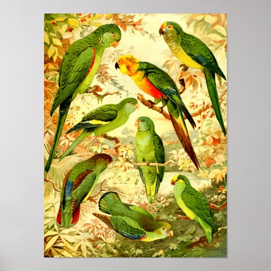 Parakeets Poster (Vorne)