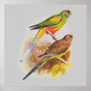 Parakeets Poster