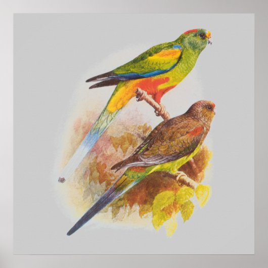 Parakeets Poster (Vorne)