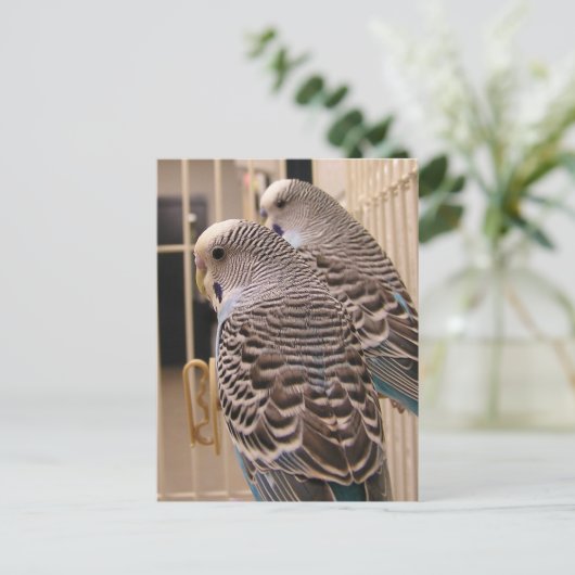 Parakeets Postkarte (Stehend Vorderseite)