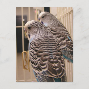 Parakeets Postkarte