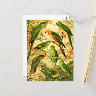 Parakeets Postkarte