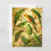 Parakeets Postkarte (Vorne/Hinten)