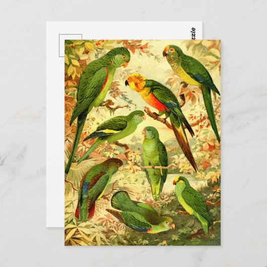 Parakeets Postkarte (Vorne/Hinten)