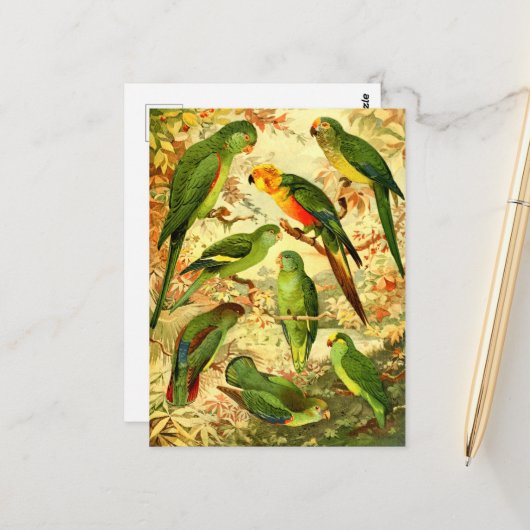 Parakeets Postkarte (Vorderseite/Rückseite Beispiel)