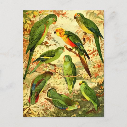 Parakeets Postkarte (Vorderseite)