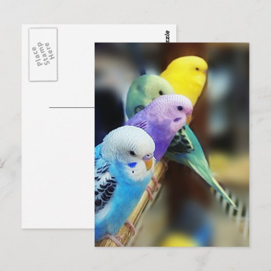 Parakeets-Postkarte Postkarte (Vorne/Hinten)