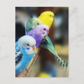 Parakeets-Postkarte Postkarte (Vorderseite)