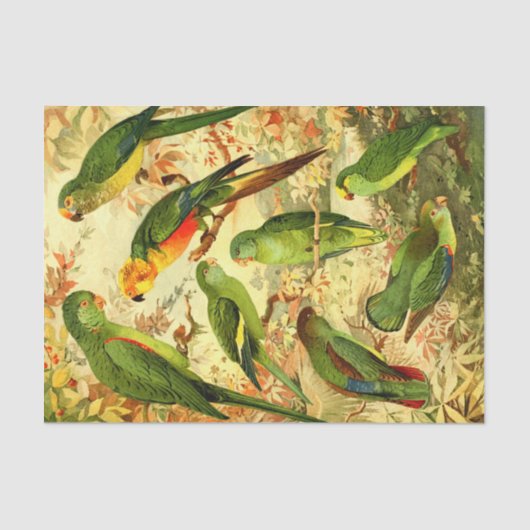 Parakeets Seidenpapier (Vorderseite)