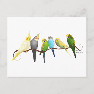 Parakets & Cockatiels! Postkarte