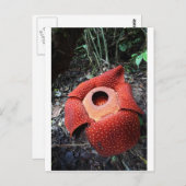Parasitäre Rafflesie-Blume Postkarte (Vorne/Hinten)
