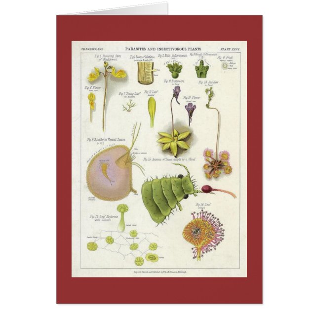 Parasitäre u. Fleisch fressende Pflanzen (Vorne)