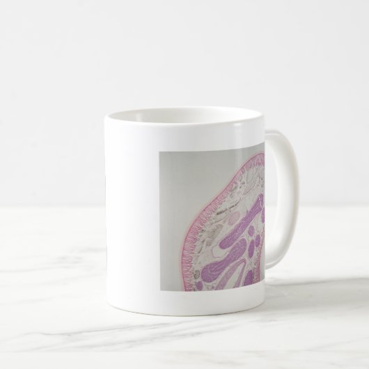 Parasitärer Fadenwurmwurm (Ascarid-SP.) Kaffeetasse (VorderseiteRechts)