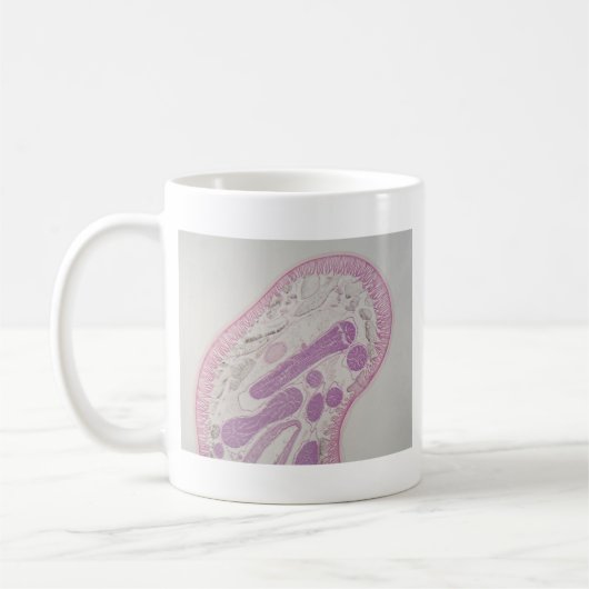 Parasitärer Fadenwurmwurm (Ascarid-SP.) Kaffeetasse (Links)