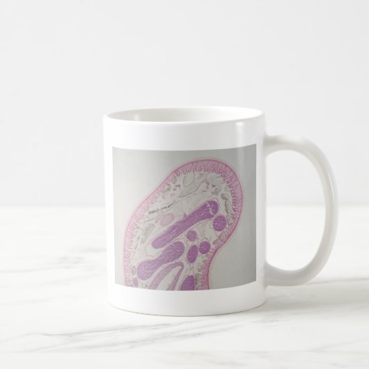 Parasitärer Fadenwurmwurm (Ascarid-SP.) Kaffeetasse (Rechts)