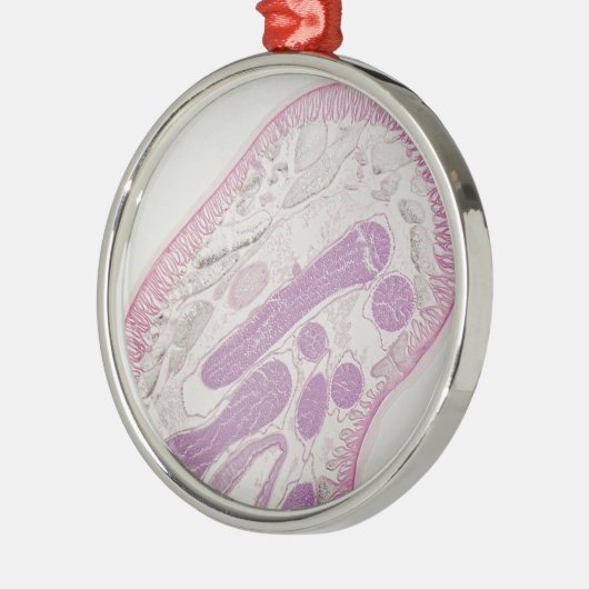 Parasitärer Fadenwurmwurm (Ascarid-SP.) Ornament Aus Metall (Links)