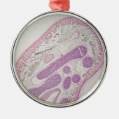 Parasitärer Fadenwurmwurm (Ascarid-SP.) Ornament Aus Metall (Vorne)