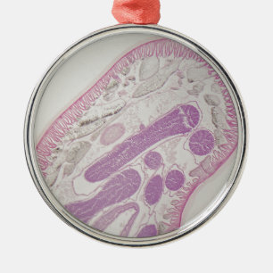 Parasitärer Fadenwurmwurm (Ascarid-SP.) Ornament Aus Metall