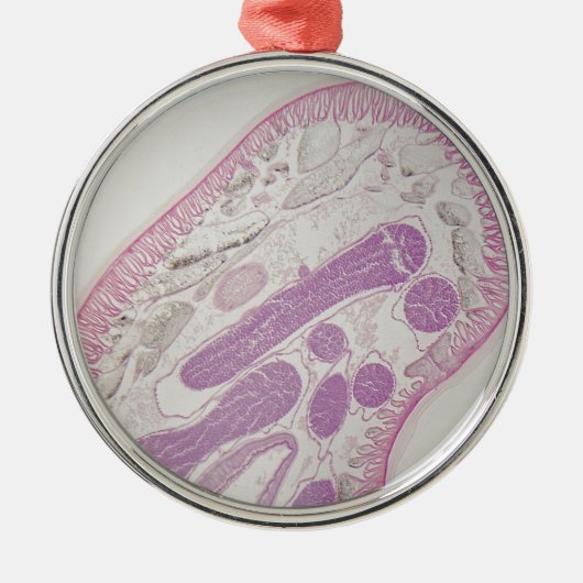 Parasitärer Fadenwurmwurm (Ascarid-SP.) Ornament Aus Metall (Vorne)