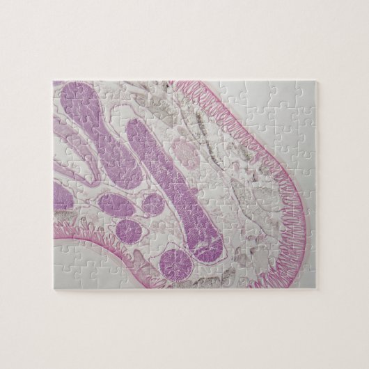 Parasitärer Fadenwurmwurm (Ascarid-SP.) Puzzle (Horizontal)