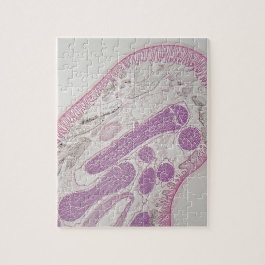 Parasitärer Fadenwurmwurm (Ascarid-SP.) Puzzle (Vertikal)