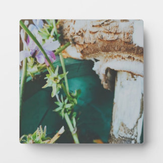 Parasol mushroom, Swedish Archipelago, Sweden Fotoplatte