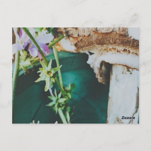 Parasol mushroom, Swedish Archipelago, Sweden Postkarte (Rückseite)