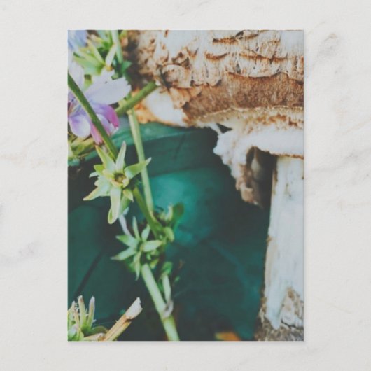 Parasol mushroom, Swedish Archipelago, Sweden Postkarte (Vorderseite)