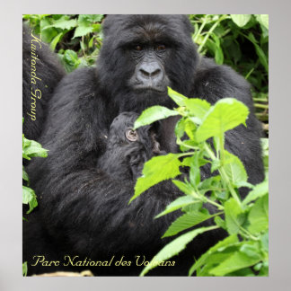 Parc National des Volcans, Kwitonda G.. Poster