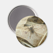 Pardosa auf dem Eichenwald Magnet (Vorderseite/Rückseite)