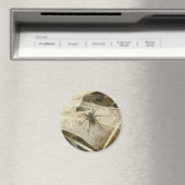 Pardosa auf dem Eichenwald Magnet (In Situ (Geschirrspüler))