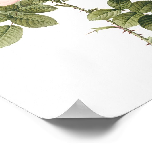 Parfümerin-Rose von Redouté Poster (Ecke)