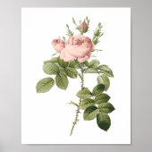 Parfümerin-Rose von Redouté Poster (Vorne)