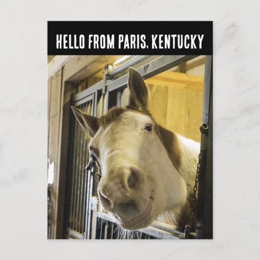 PARIS KENTUCKY HORSE POSTCARD POSTKARTE (Vorderseite)
