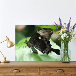 Paris Peacock Frack Butterfly auf der Linken Fotodruck