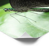 Paris Peacock Frack Butterfly auf der Linken Fotodruck (Ecke)