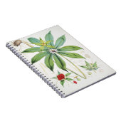 Paris Polyphylla Smith Blume Floral Notizblock (Rechte Seite)