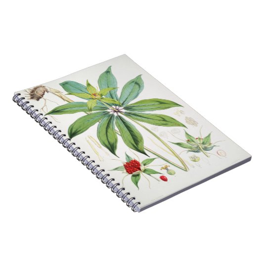 Paris Polyphylla Smith Blume Floral Notizblock (Rechte Seite)