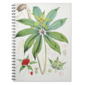 Paris Polyphylla Smith Blume Floral Notizblock (Vorderseite)