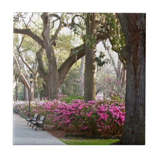 Park-Azaleen Oa Savanne-Georgia im Frühjahr Fliese (Vorderseite)