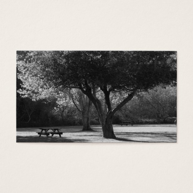 Park Bench and Tree Foto (Vorderseite)
