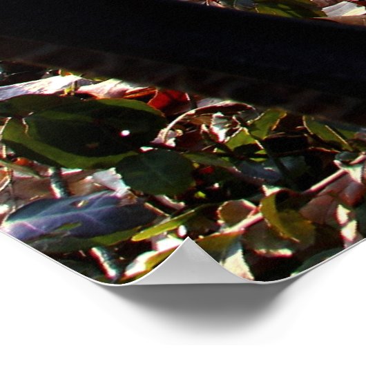 Park Bench in Central Park, NYC Poster (Ecke)