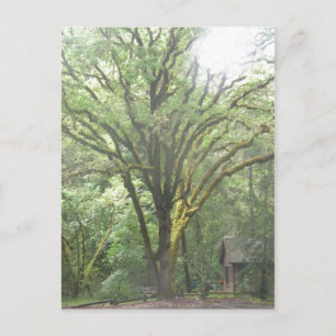 Park Gebiet im Wald des Großen Sur Kalifornien Postkarte