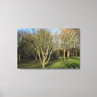 Park Landschaft im Frühjahr Leinwanddruck