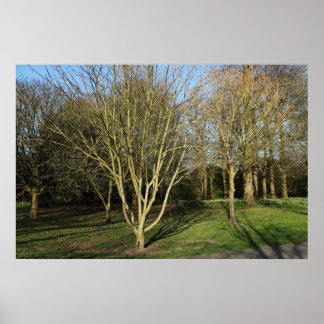 Park Landschaft im Frühjahr Poster
