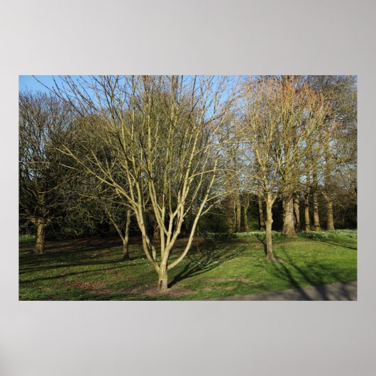 Park Landschaft im Frühjahr Poster (Vorne)
