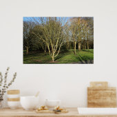 Park Landschaft im Frühjahr Poster (Küche)