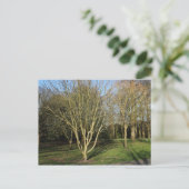 Park Landschaft im Frühjahr Postkarte (Stehend Vorderseite)