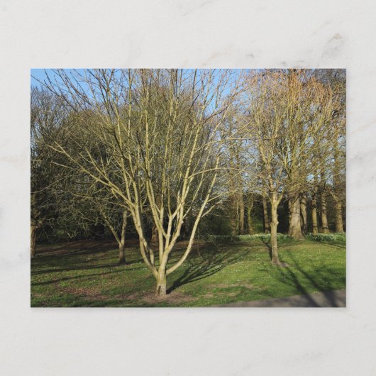 Park Landschaft im Frühjahr Postkarte (Vorderseite)