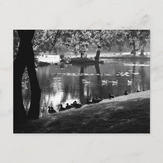 Park Life Pcca Postkarte (Vorderseite)